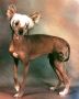 Goodacre's Moon Beam Chinese Crested