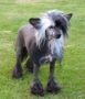 Black Pearl Fantasy Island Chinese Crested