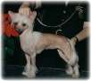 Moonswift Serena D'Kalon Chinese Crested