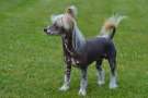ChinoPata's I Bake Funny Brownies Chinese Crested