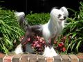 GCH Vanitonia Monkey Business Chinese Crested