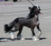Apriori Vip Airy Elf~S  Adonis Chinese Crested