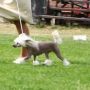 Lucky Line's Dream Catcher Chinese Crested