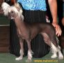 Goldie Pupo-Haichi Chinese Crested