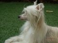 Jolie Rose Little Champs Chinese Crested