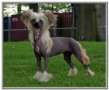 Paraiba Frothy Coffee Chinese Crested