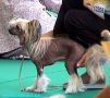 Secret Line's Iron Maiden Chinese Crested