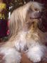 Kleopatra Universe of  Love  Chinese Crested