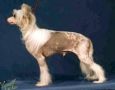 Strong Style Stu Chinese Crested