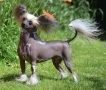 Sirocco Scent Of A Wilted Lie Chinese Crested