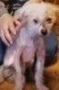 Maui Flame Of Love Chinese Crested