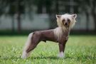 Fiery Fame Unison Perfect Chinese Crested