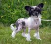 Amelion's Ultraviolet Chinese Crested