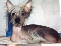 Crestmere Elodie Chinese Crested