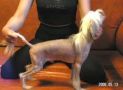 La Votre Bell Evel'grin Chinese Crested