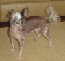 Northwinds Royal Porche Chinese Crested