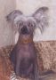Oliver Chinese Crested