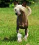 Hasta la vista Little Champs Chinese Crested