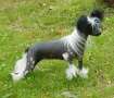Wickhaven Her Name In Lights Chinese Crested