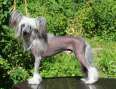 Omegaville  Winner Takes It All Chinese Crested