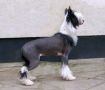 Zucci The X factor Is Vanitonia  Chinese Crested