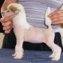 Kalan's Come L Or High Water Chinese Crested