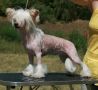 I'm On Fire N'co Chinese Crested