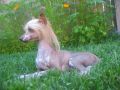 Valtera Kentucky Thoroughbred Chinese Crested
