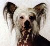 Suanho's Geronimo Chinese Crested