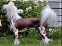Enduro MadeOfFrabiesBeauties Chinese Crested