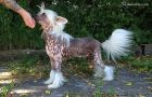 A real HeMan by Angel-Crest Chinese Crested