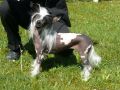 Butterfly Du Pays Gabaye Chinese Crested