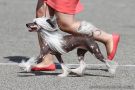 Fantasy Fairytale's Argent Dawn Chinese Crested