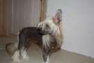 Lohamras Just Call Me Brownie Chinese Crested