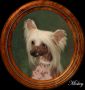 Altair's Live Like Horses * Chinese Crested