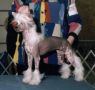 Jahan Edged In Sunlight Chinese Crested