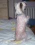 Our Lil Diamond In The Rough Chinese Crested