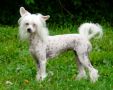 Solino's Juicy Couture Chinese Crested