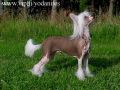 Beddi's Brainy Blighter Chinese Crested