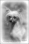 s.r    Embrass Moi Du Coeur Des Tenebres Chinese Crested