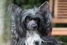 Be My Dog's Up To Dance Chinese Crested