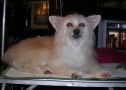 Strong Style White Frost Chinese Crested