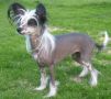 Kroog's Queen Chinese Crested