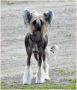 Irgen Gold Tootsi Chinese Crested