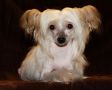 Jasmin Darling Chinese Crested