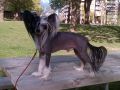 Jewels Ringleader Chinese Crested