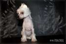 Mimi Dog Doll Gum Tree Chinese Crested