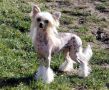 Oriental Jokes Bella Christmas Dazzling Day Chinese Crested