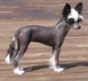 Daniels Midnight Sparkle Chinese Crested