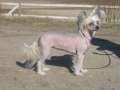 Bozo Gang's July De'Moon Chinese Crested